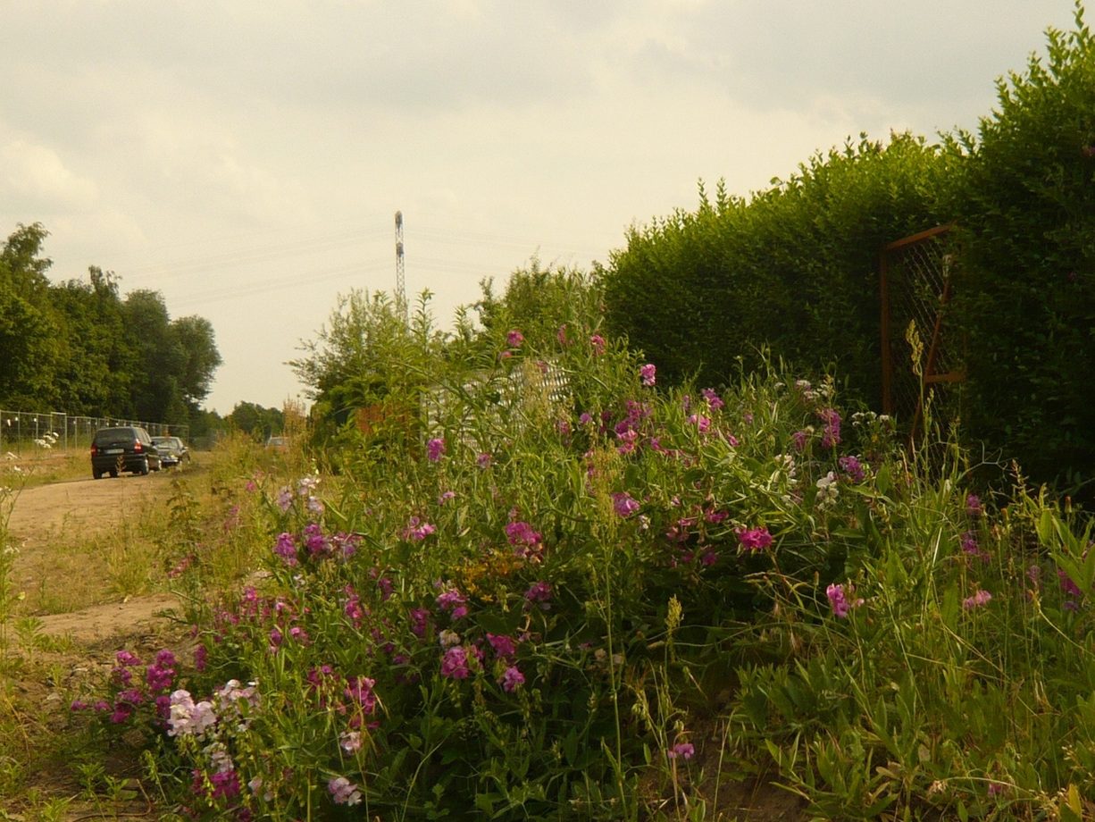 Landschaftspark Herzberge Bunte wildblühende Pflanzen neben einem Feldweg unter einem bewölkten Himmel.